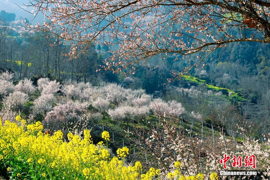 مناظر بهاری زیبای «پینگ وو»